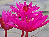 Colorful lilies at Thale Noi