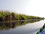 Lilies with rushes at Thale Noi