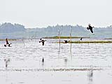 Geese in flight at Thale Noi
