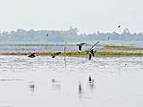 Geese in flight at Thale Noi