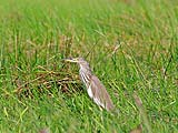 Pond Heron at Thale Noi
