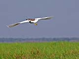 Pond Heron in flight at Thale Noi
