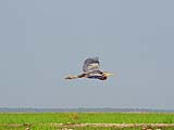 Purple Heron at Thale Noi