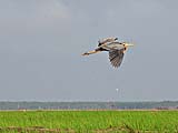 Purple Heron at Thale Noi