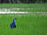 Ubiquitous Purple Swamp Hen at Thale Noi