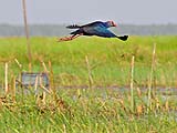 Purple Swamp Hen in flight at Thale Noi