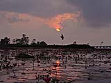 Sun rising over lilies at Thale Noi