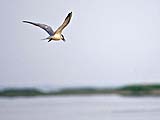 Tern in profile at Thale Noi