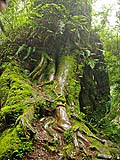 Enormous roots of old cypress, Alishan