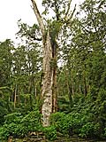 Old lightning-damaged cypress, Sitou