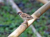 Bird enjoying shade at Confucius Temple
