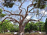 Banyan tree with numerous supports