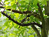 Other birds answer back