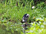 A bird preening