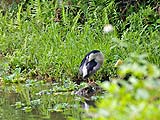 A bird preening