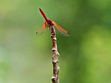 Ponds always attract dragon flies