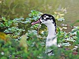 This looks like some kind of goose