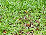 Small birds hide in the grass