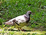 Pigeons are the first to greet you