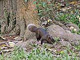 Squirrels are common here