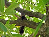This squirrel was a screamer
