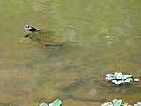 A turtle swimming