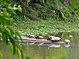 Turtles catching some sun