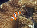 Fierce clown anemonefish