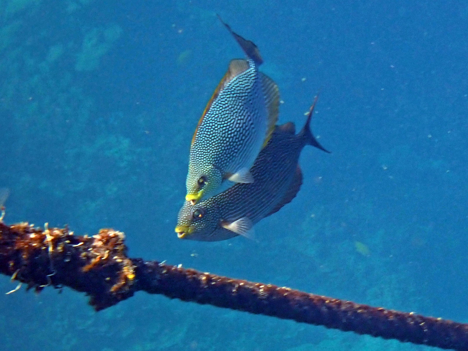 Fish Java Rabbistfish Java Rabbitfish at Turtle Bay. Koh Surin – Tasting the World